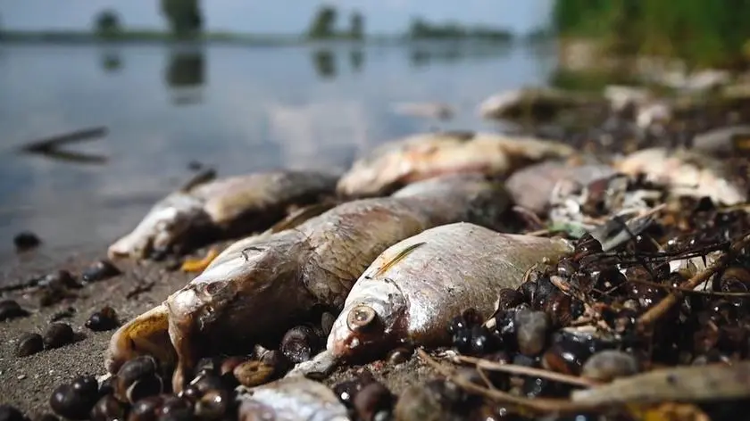 Złota alga. "Musimy nauczyć się z nią żyć"