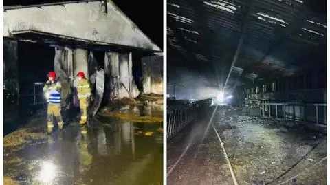 Ogień strawił oborę, padło ponad 60 sztuk bydła. Milionowe straty
