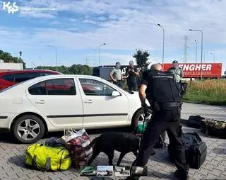 Pies pomaga celnikom w kontrolach