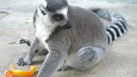 Lemur z kijowskiego zoo