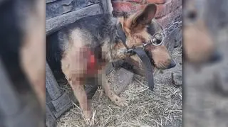 Pies miał otwarte, krwawiące rany