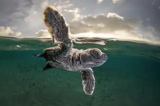 Matty Smith, trzecie miejsce w konkursie Ocean Photographer of the Year 2021