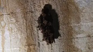 Najzimniejszy okres roku spędzają w tradycyjny dla siebie sposób - głowami w dół