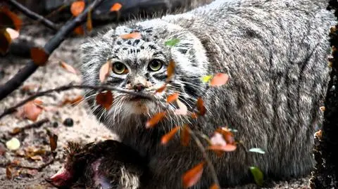 Manul Magellan