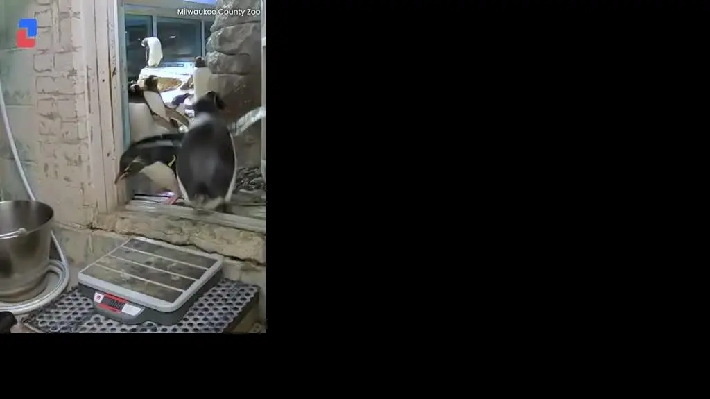 Kolejka pingwinów na ważenie