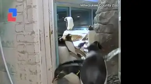 Kolejka pingwinów na ważenie