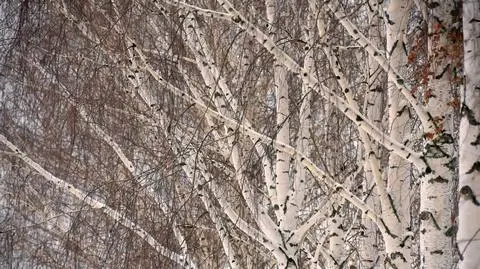 Brzozy mogą pomóc w walce z mikroplastikiem