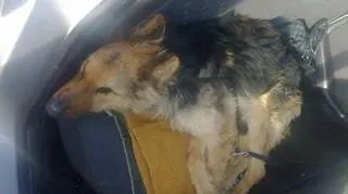 Psy były zaniedbane 