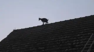 Gospodarz miał drabinę, ale za krótką wezwał więc na pomoc strażaków z miejscowego OSP