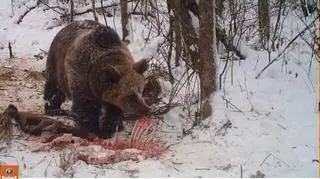 Niedźwiedzie jeszcze nie zapadły w sen zimowy