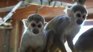Zwierzęta przebywają między innymi w ZOO w Borysewie