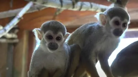 Zwierzęta przebywają między innymi w ZOO w Borysewie
