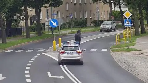 Koń biegał po drodze. "Za nic miał ruch uliczny"