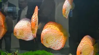Zwiedzający mogli także dowiedzieć się jak  zakładać akwarium czy krewetkarium