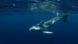 Długopłetwiec oceaniczny, humbak (zdjęcie poglądowe)