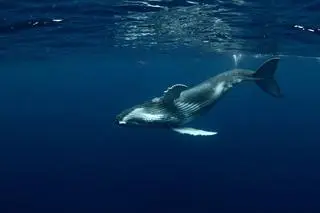 Długopłetwiec oceaniczny, humbak - zdjęcie ilustracyjne