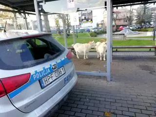 Kozy stały na przystanku autobusowym