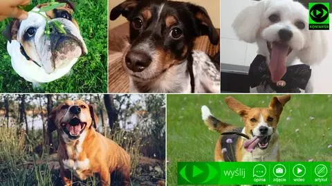 Dziś Dzień Psa