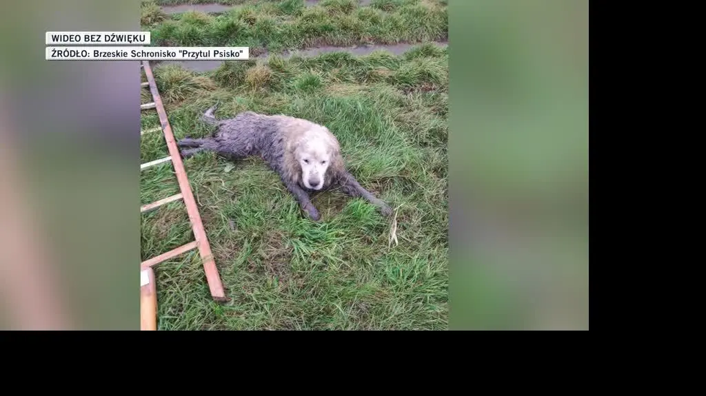 slideshow dla Igora2