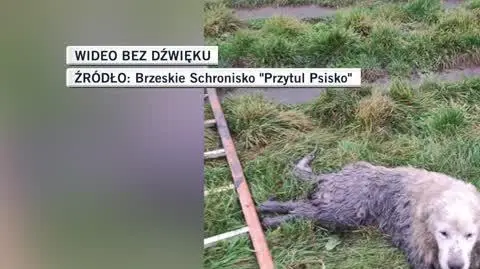 slideshow dla Igora2