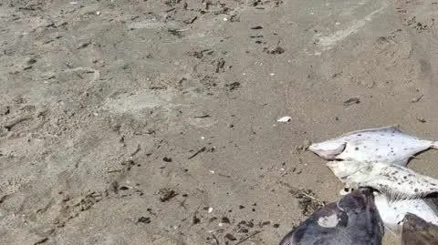 Śnięte ryby na plaży w Jantarze