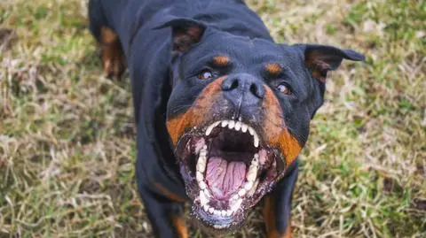 57-letni mężczyzna został pogryziony przez dwa rottweilery 