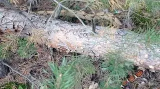 The man who found the snake immediately called the police