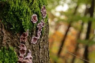 Chrząstkoskórnik purpurowy (Chondrostereum purpureum) - zdj. ilustracyjne