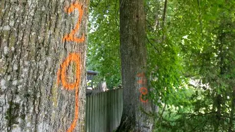 Zauważyli pomarańczowe oznaczenia na drzewach. Boją się wycinki, urzędnicy uspokajają