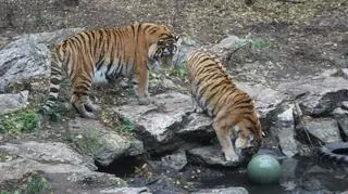 Kira bała się zamoczyć łapy