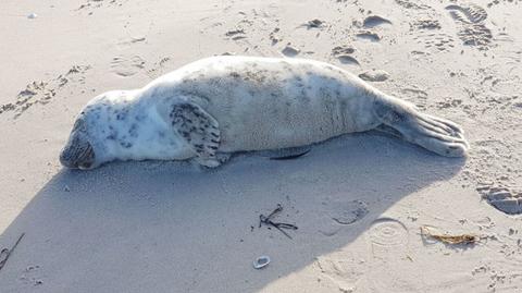 Najpierw kąpiel słoneczna, później chlup do wody. Foka na plaży w Kołobrzegu
