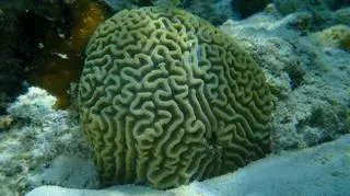 Wygląda jak mózg, choć go nie posiada. Mimo to śpi