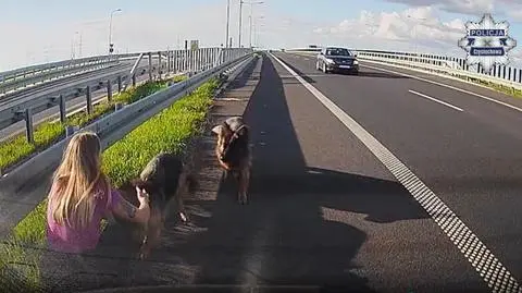 Policjantka uratowała psy