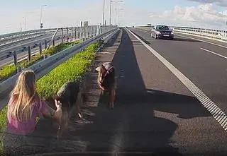 Wracała z urlopu, na drodze zauważyła dwa psy
