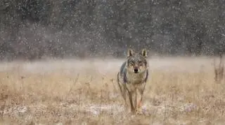 Zdezorientowany wilk w pasażu handlowym. Pogryzł kobietę
