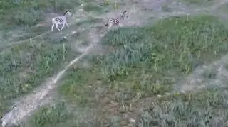 Zebry zaobserwowane na posiadłości Orbana