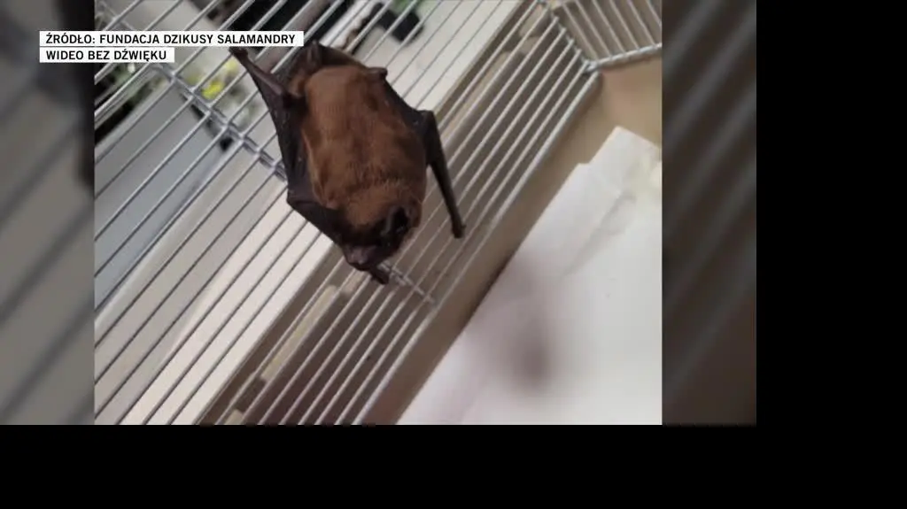 FUNDACJA DZIKUSY SALAMANDRY