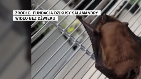 FUNDACJA DZIKUSY SALAMANDRY