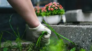 Tyle kosztuje sprzątanie grobu