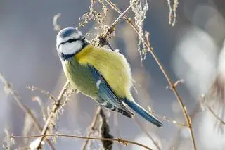 Modraszka, sikora modra