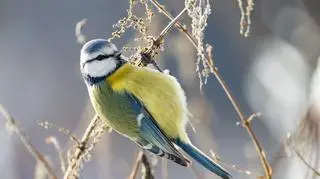 Budują gniazda z niedopałków. Dzięki temu ich pisklęta są zdrowsze