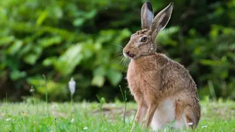 Zając szarak (Lepus europaeus)