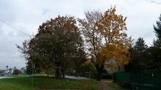 Do wycinki miało dojść na skrzyżowaniu ulic Szwedzkiej i Tynieckiej w Krakowie