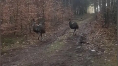 Po lubuskim lesie spacerują australijskie emu