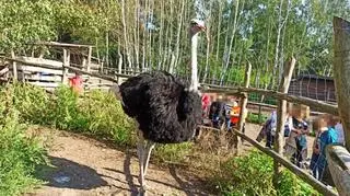 Maksymalne kary istnieją tylko na papierze, a zwierzęta cierpią