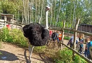 Maksymalne kary istnieją tylko na papierze, a zwierzęta cierpią