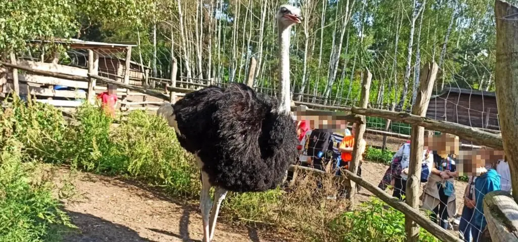 Maksymalne kary istnieją tylko na papierze, a zwierzęta cierpią