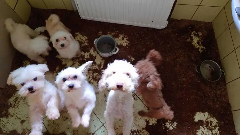 Do schroniska trafił okaleczony pies, później policja weszła do pseudohodowli. Odebrali ponad 50 zwierząt