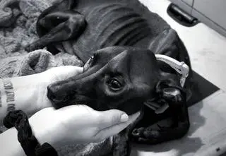 Odwiązali ją od płotu i nazwali Kosteczka. Umarła z wygłodzenia