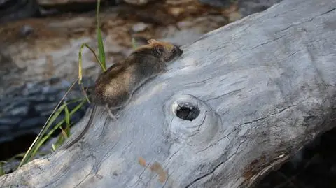 Oligoryzomys longicaudatus